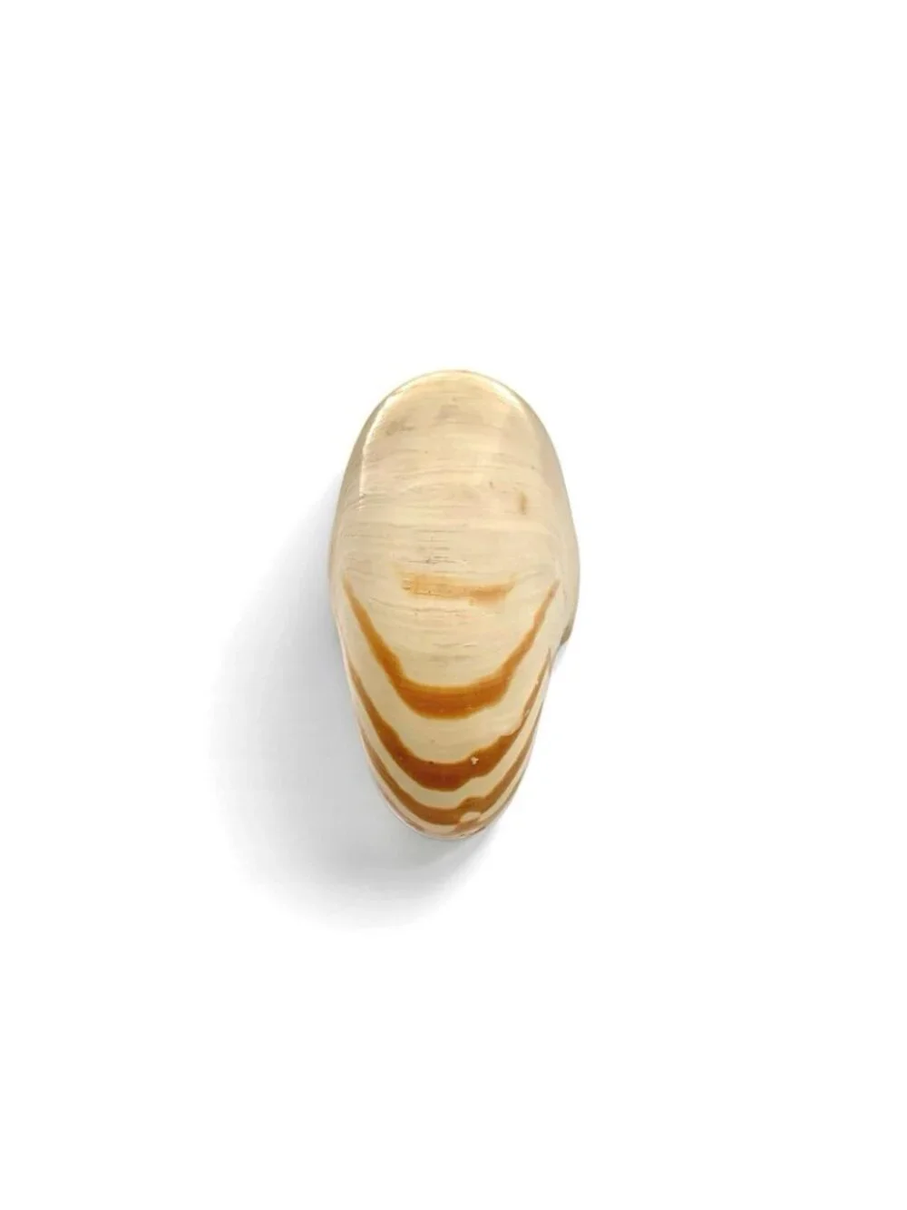 Seashell Large Nautilus Chambered Coastal Nautical Beach Decor